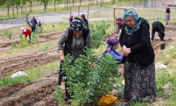 İzmir'in Mahalle Bostanları'nda yaz hasadı