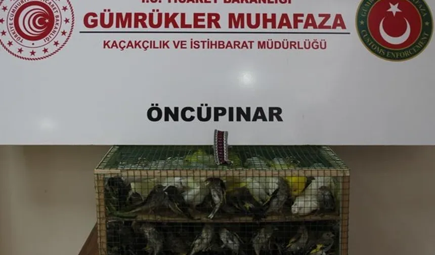 Gümrük Muhafaza'dan kaçakçılığa darbe! 2026'da 58 bin 519 canlı hayvan kurtarıldı